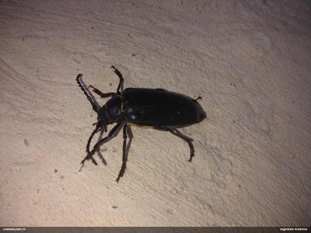 Priežu dižkoksngrauzis