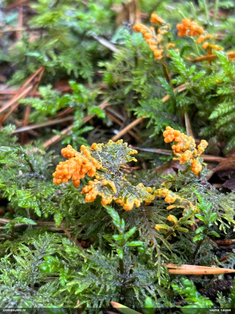 Paciņu ragansviests / trauslā lāsenīte