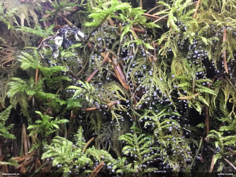 Melnkājas didīmija