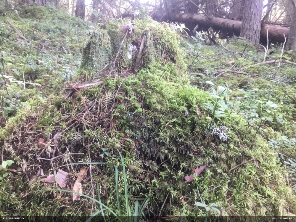 Melnkājas didīmija