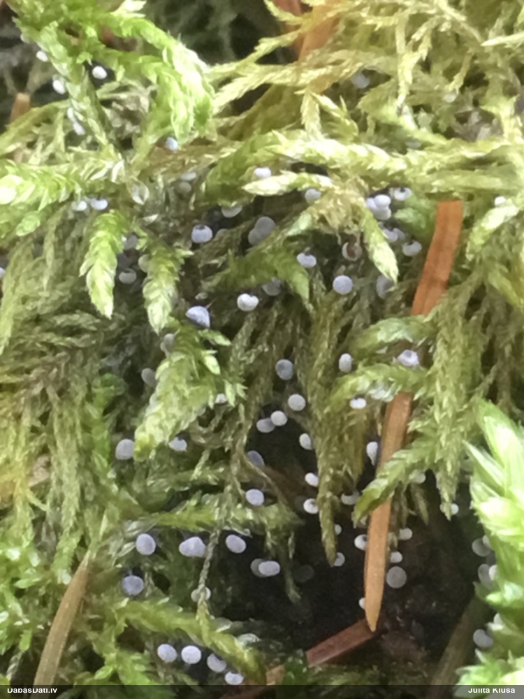 Melnkājas didīmija