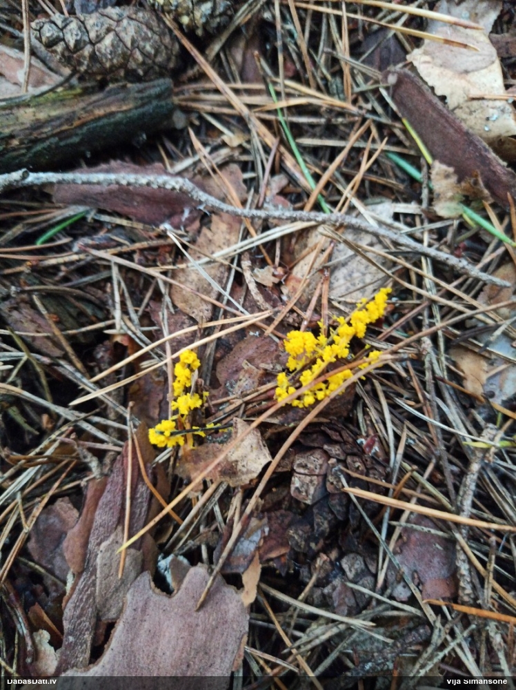 Zaļganā pumpurīte