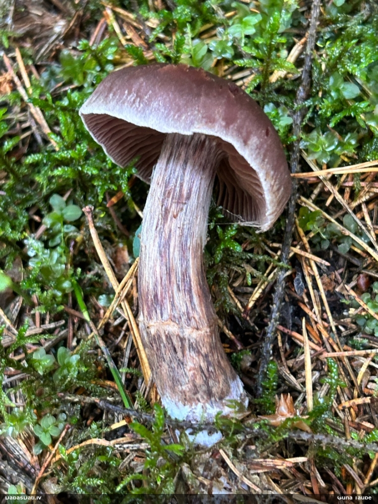 Tīmeklene Cortinarius sp.