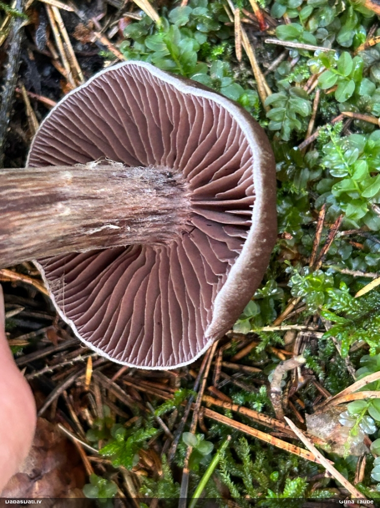 Tīmeklene Cortinarius sp.