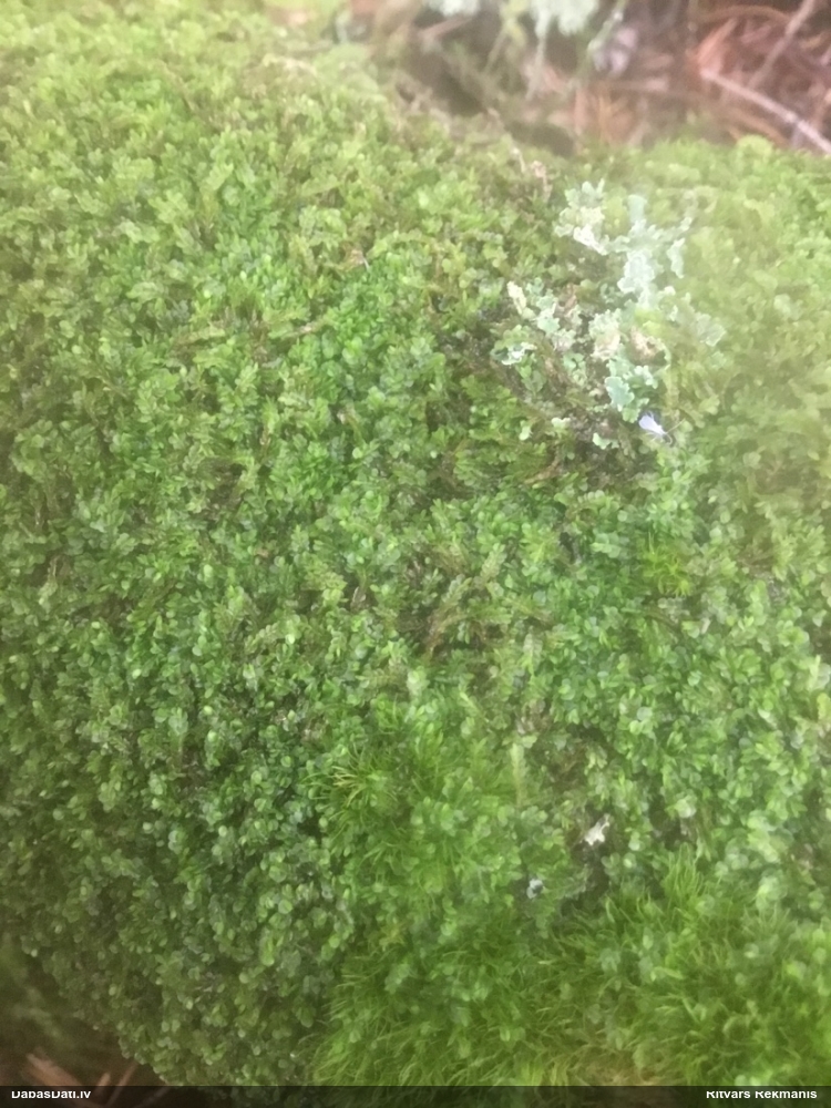 Rudens pārlapīte (džeimsonīte)