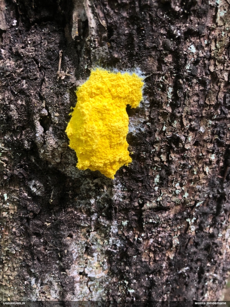 Dzeltenais ragansviests