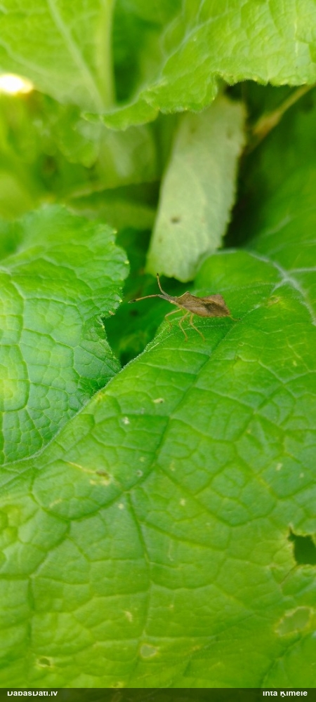 Ornamentblakts Syromastus rhombeus