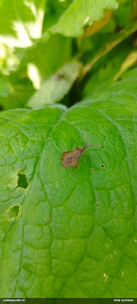Ornamentblakts Syromastus rhombeus