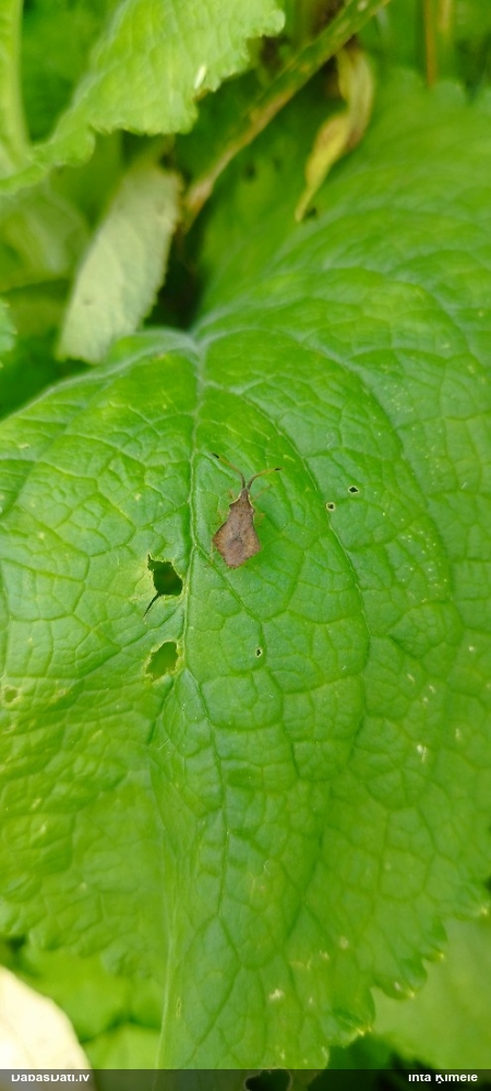 Ornamentblakts Syromastus rhombeus
