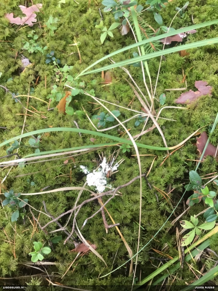 Pumpurīšu dzimtas gļotsēne (nenoteikta)