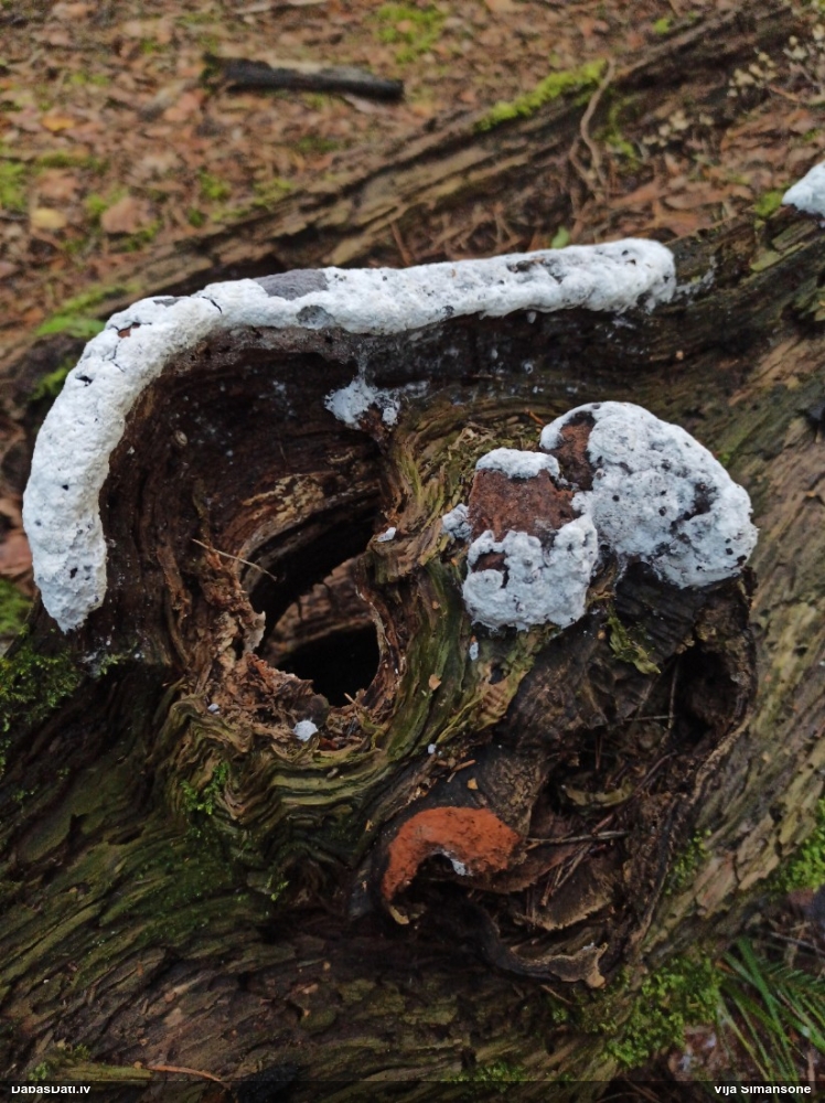 Gludais ragansviests