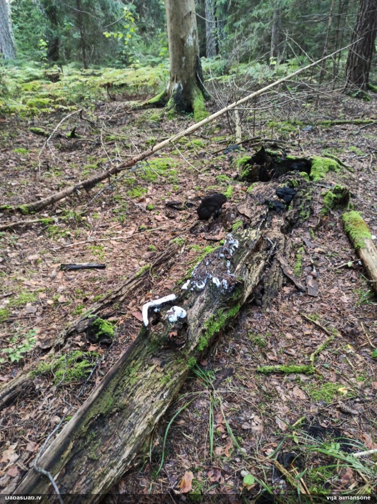 Gludais ragansviests