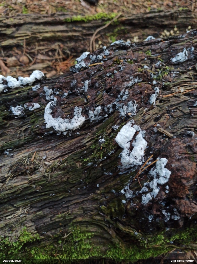 Gludais ragansviests