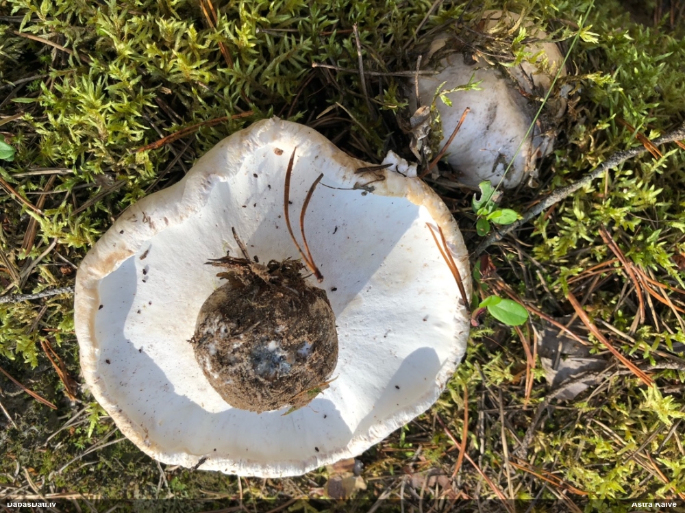 Pelēkā bekupiepe