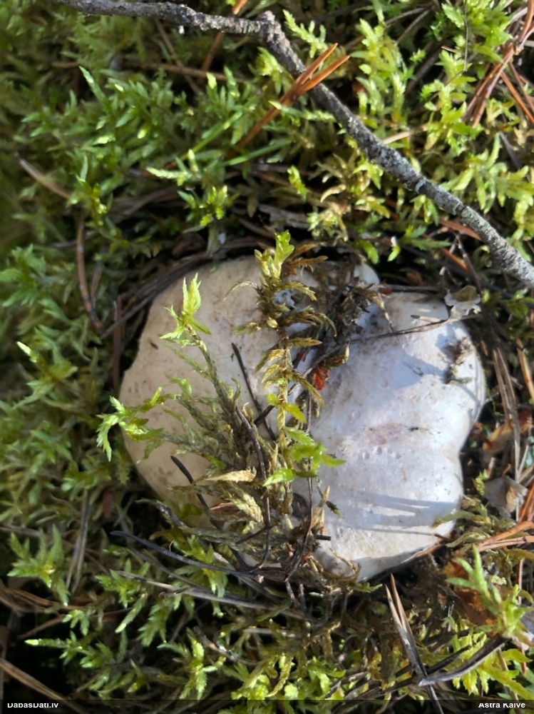 Pelēkā bekupiepe
