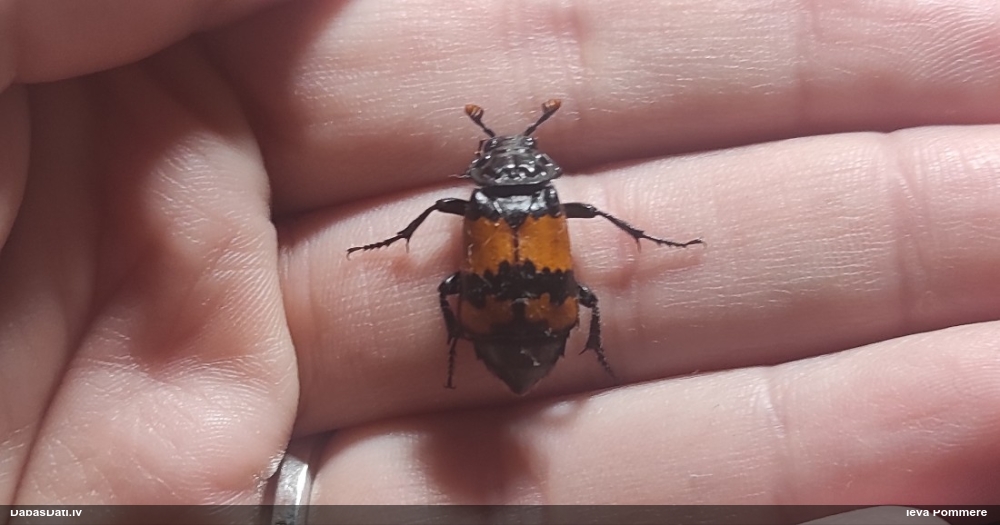 Kapračvabole Nicrophorus investigator