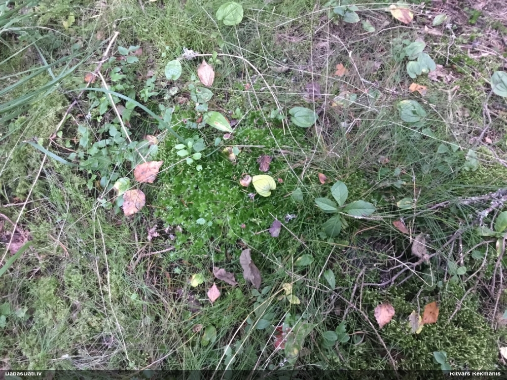 Parastā rožgalvīte