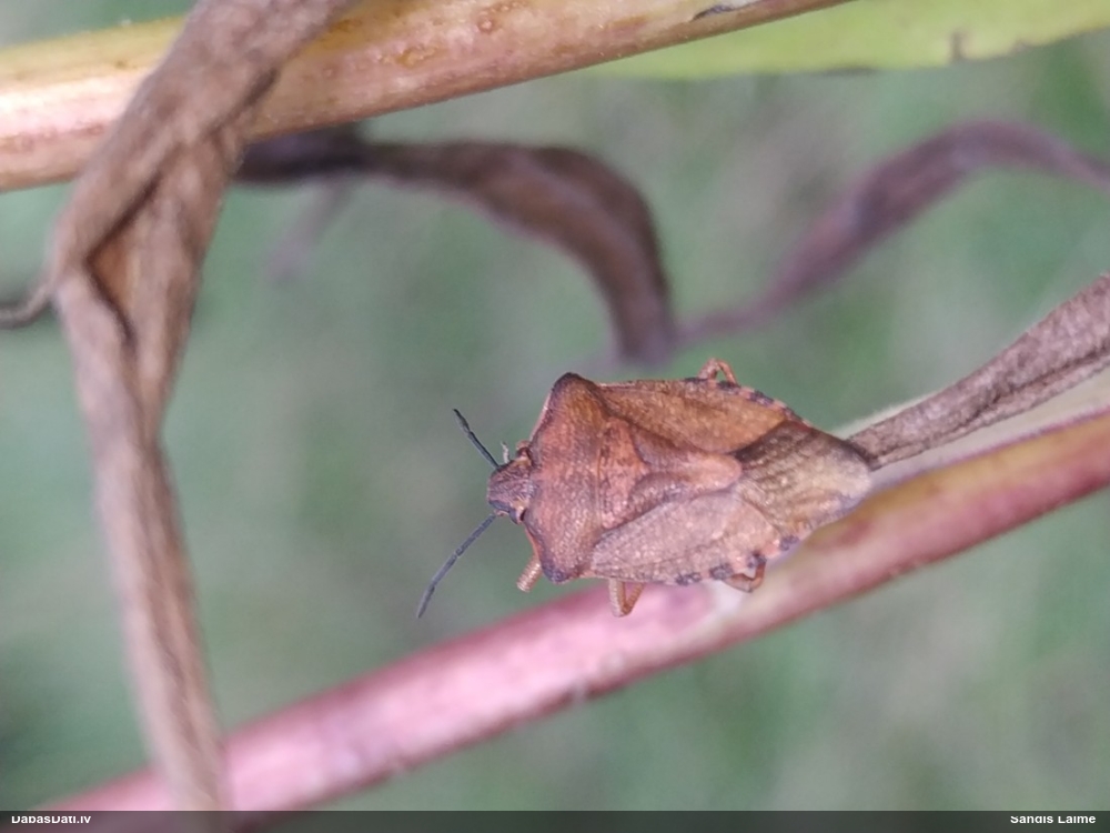 Vairogblakts Carpocoris purpureipennis