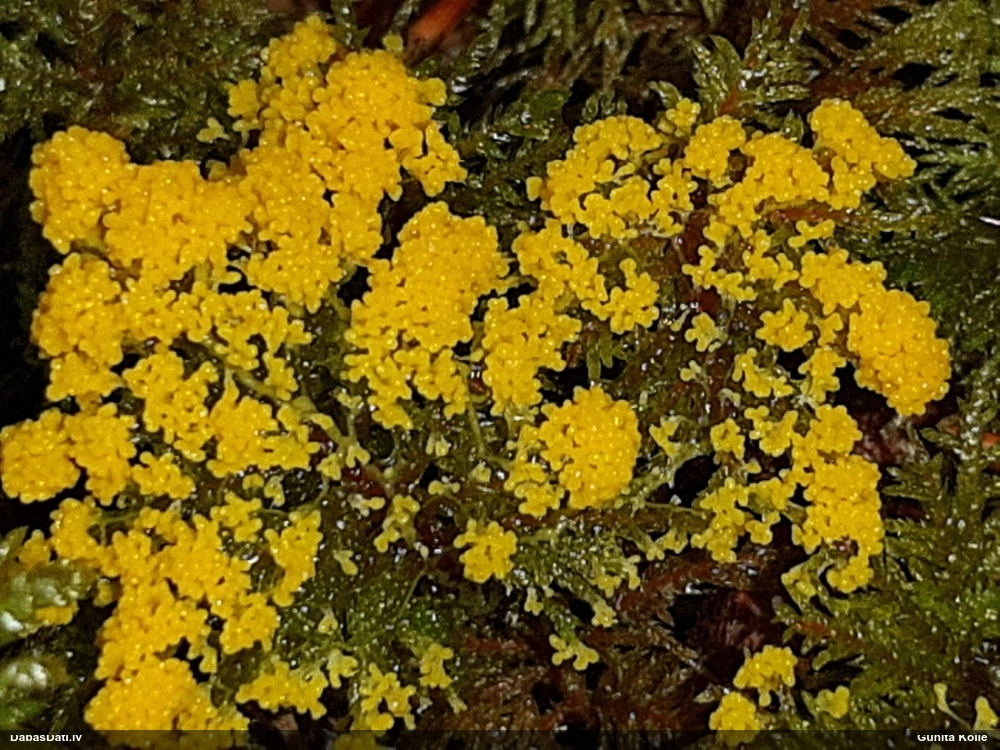 Zaļganā pumpurīte