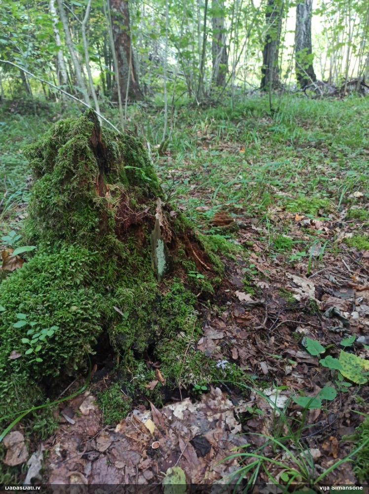 Kruzuļotais ragansviests
