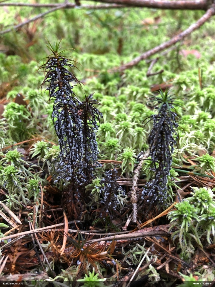 Cukurīte (nenoteikta)