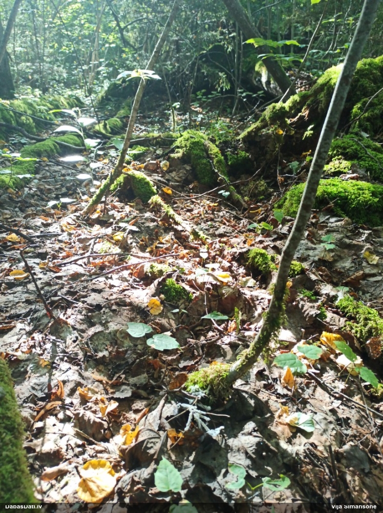 Cukurīšu dzimtas gļotsēne (nenoteikta)