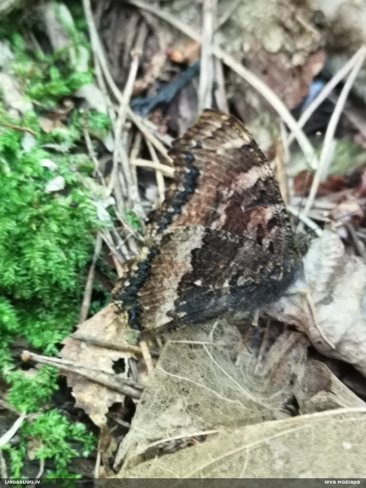 Kārklu raibenis