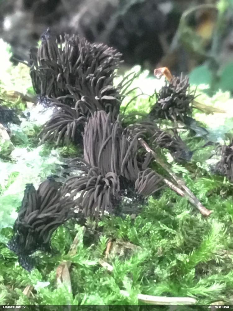 Tumsnējā šokolādes gļotsēne