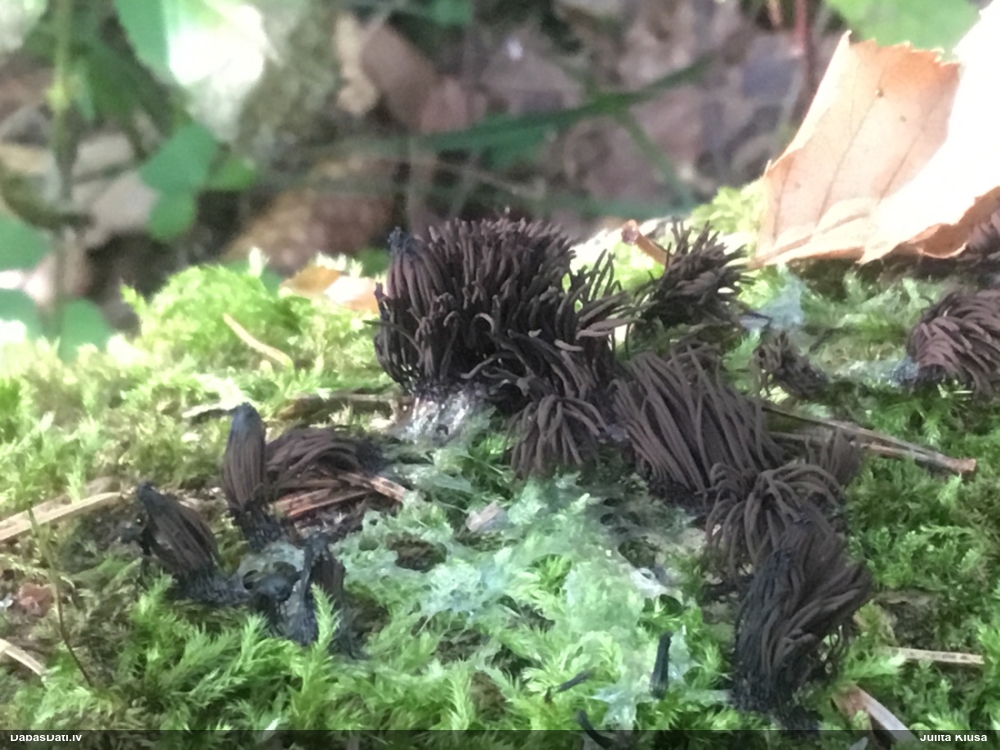 Tumsnējā šokolādes gļotsēne