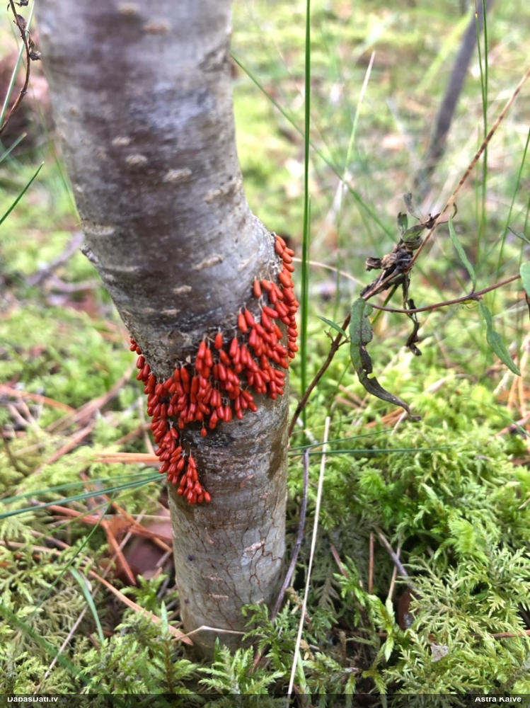 Trauslā lāsenīte