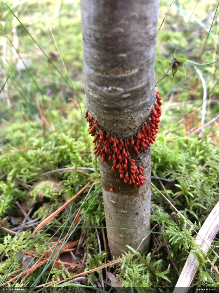 Trauslā lāsenīte