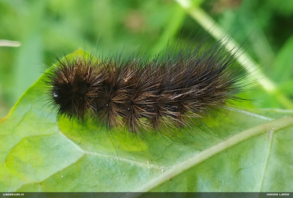 Sarkanbrūnais lācītis