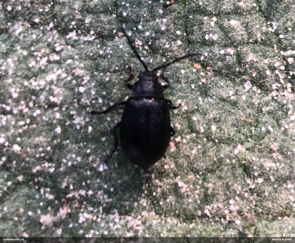 Lapgrauzis Galeruca tanaceti