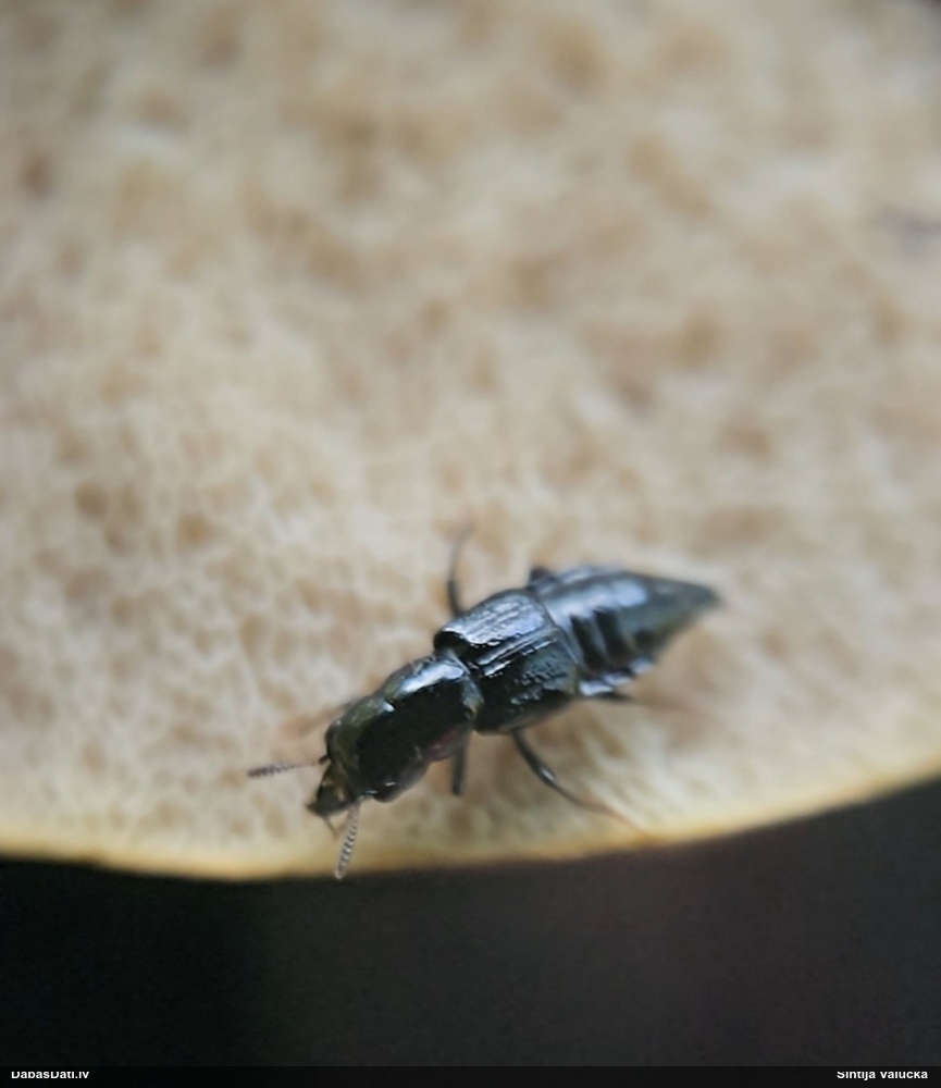 Mannerheima īsspārnis