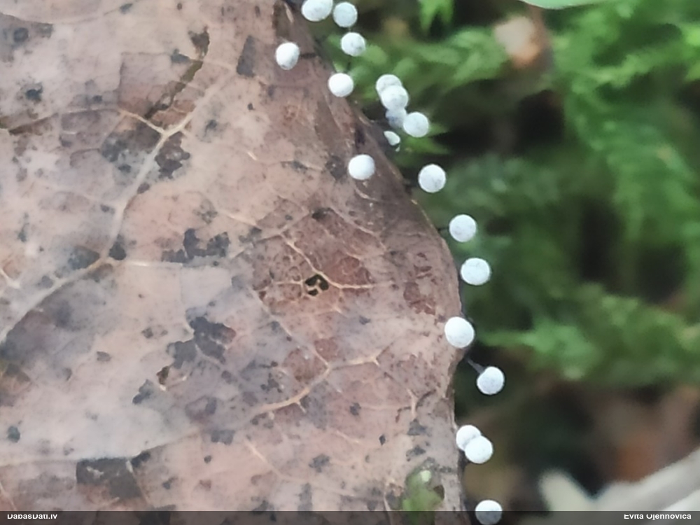 Melnkājas cukurīte