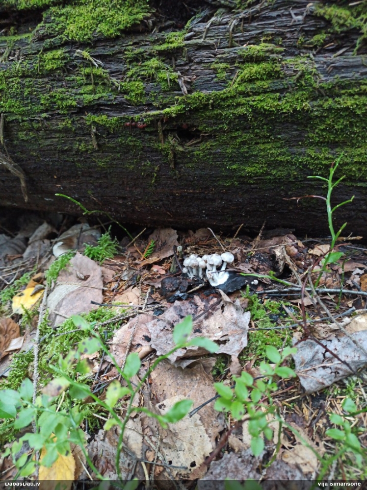 Parazītiskā naksnene