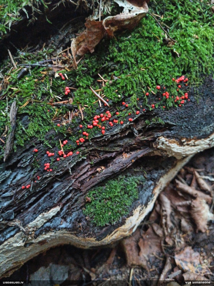 Vilkpienaine (nenoteikta)