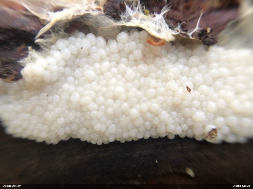 Sprodzīte (nenoteikta)