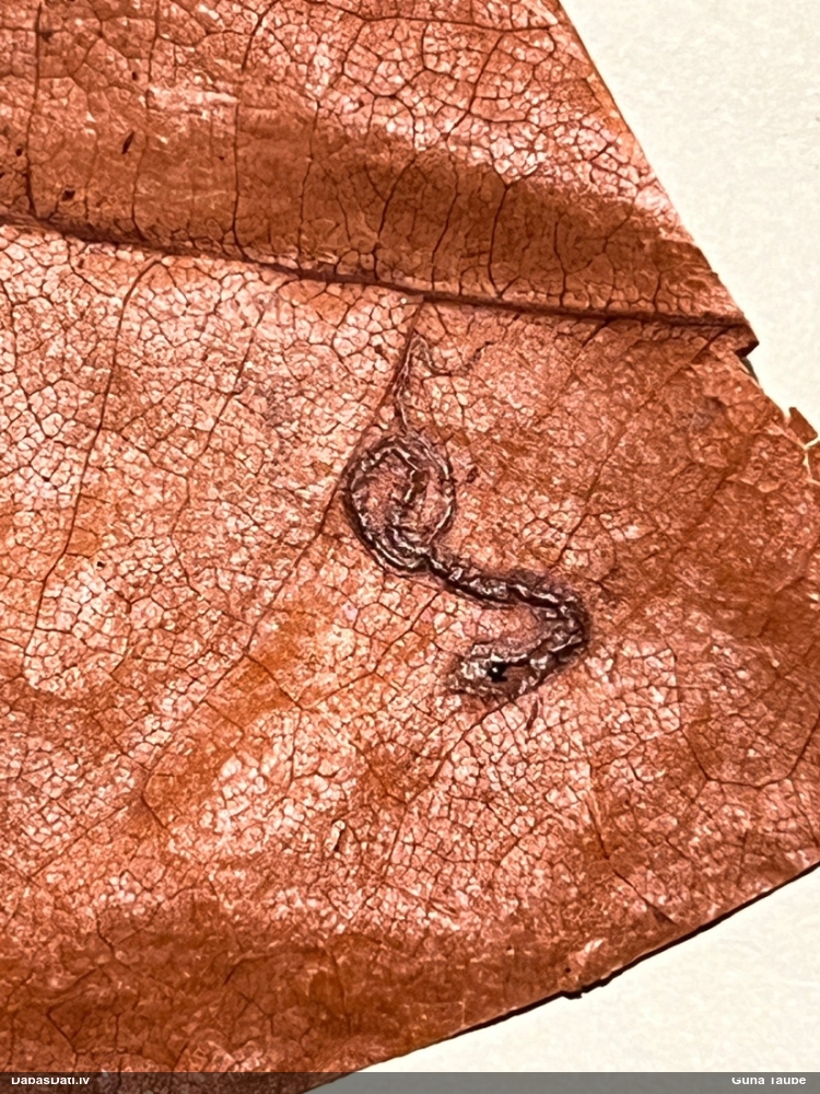 Pundurkode (nenoteikta)