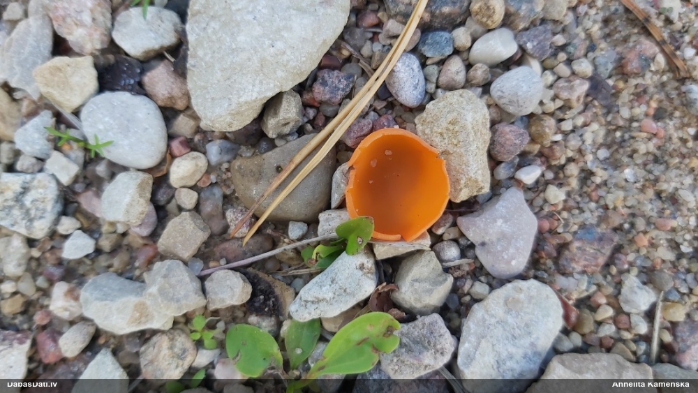 Zeltainā aleirija (oranžā spulgaine)