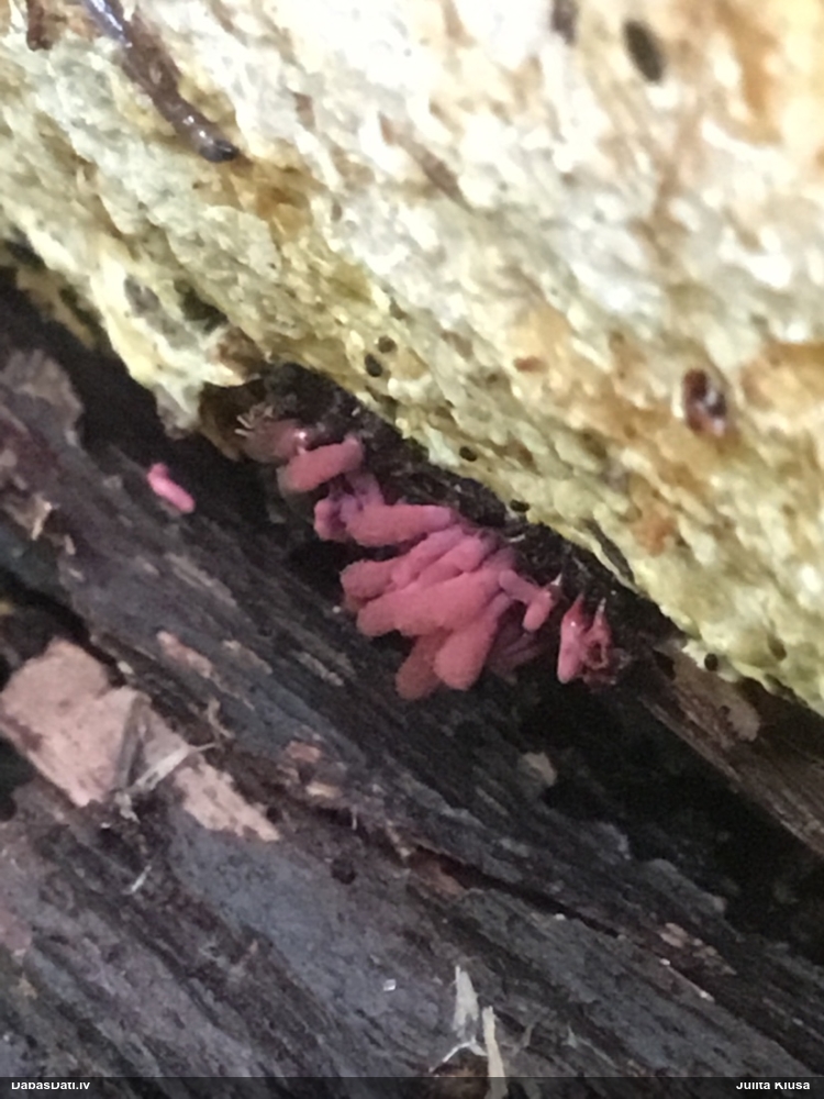 Sprodzīte (pelēka, sarkana; nenoteikta)