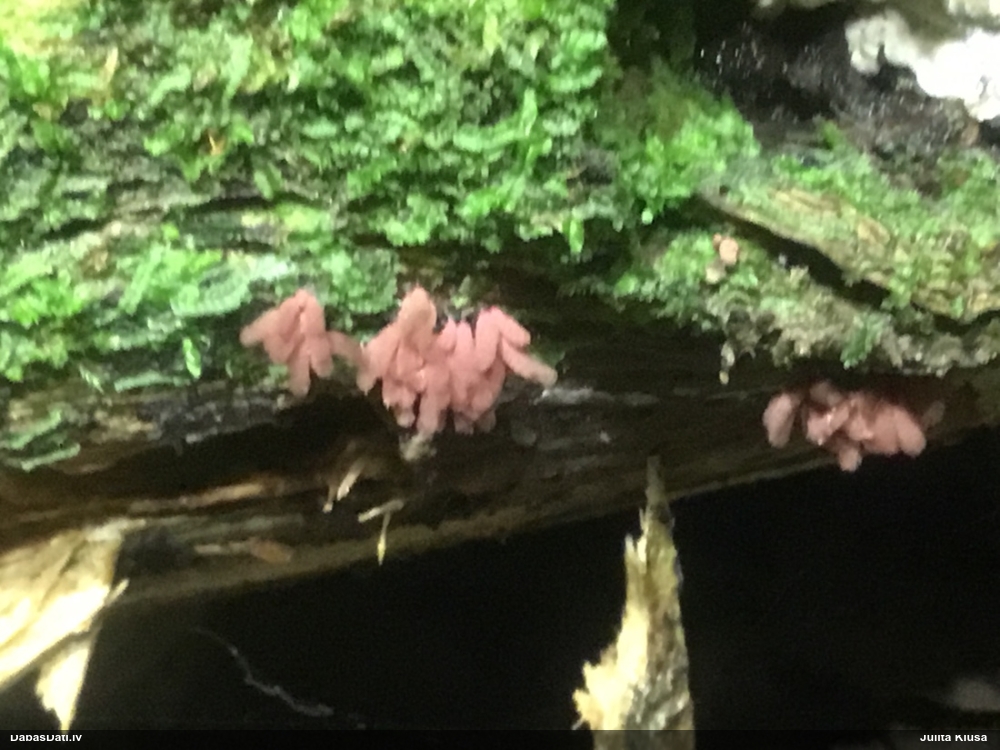 Sprodzīte (pelēka, sarkana; nenoteikta)