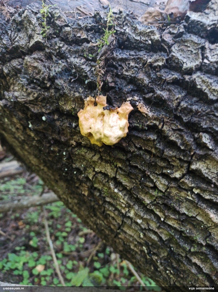 Grubuļainais ragansviests