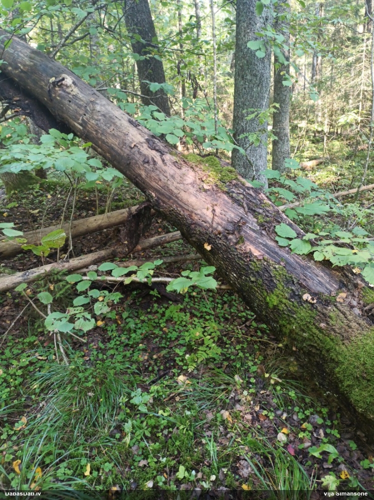 Grubuļainais ragansviests