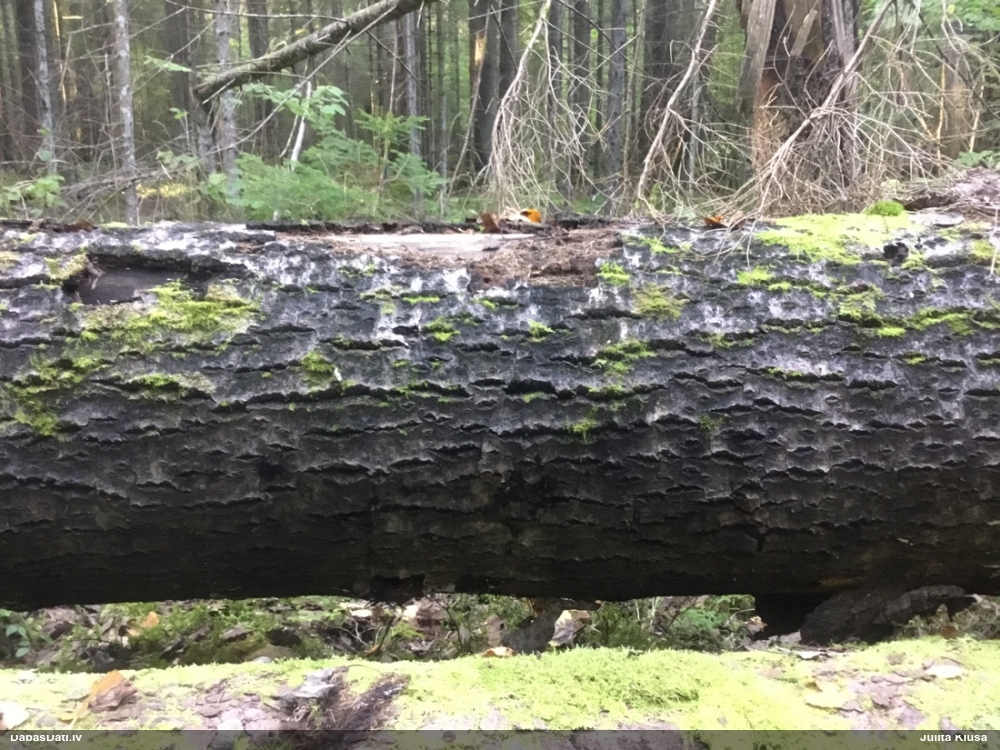 Daudzveidīgā trihija