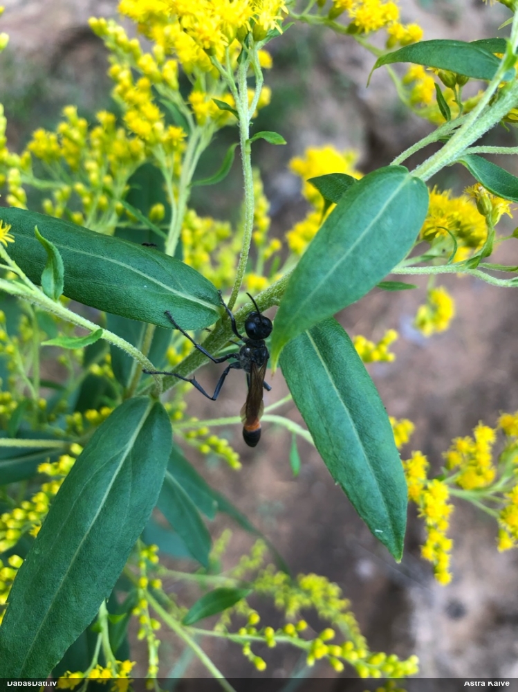 Racējlapsene Ammophila sp.