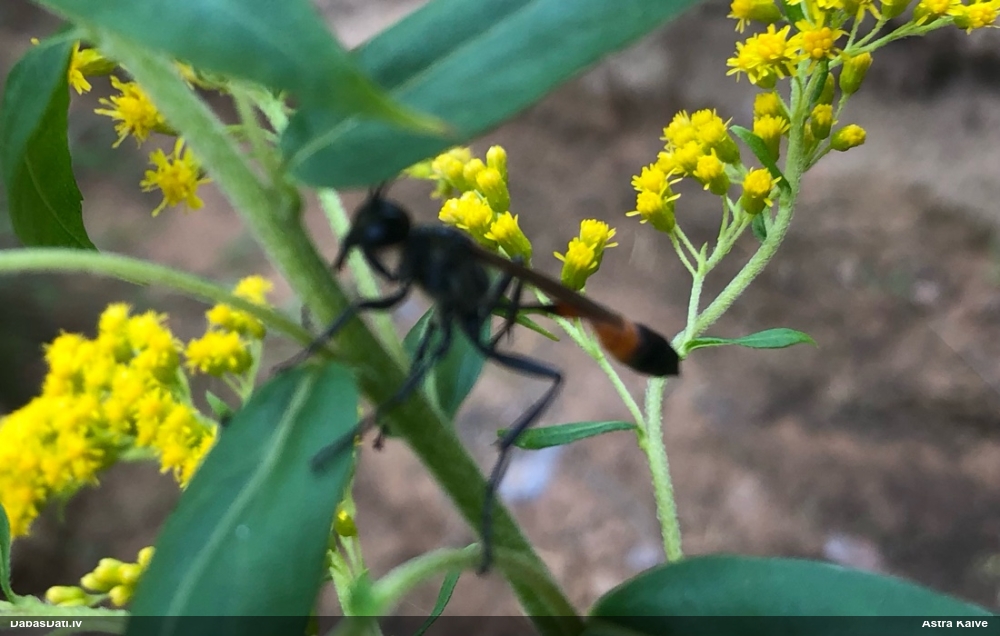 Racējlapsene Ammophila sp.
