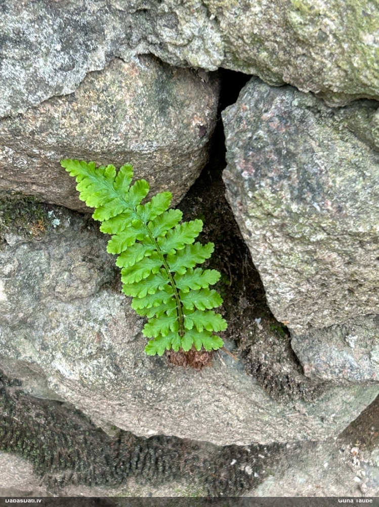 Melnā ozolpaparde, vīrpaparde