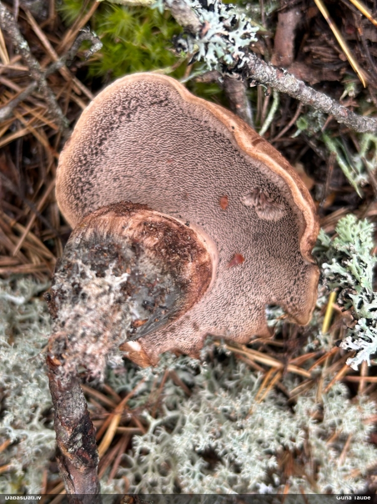 Parastā vēršmēlene