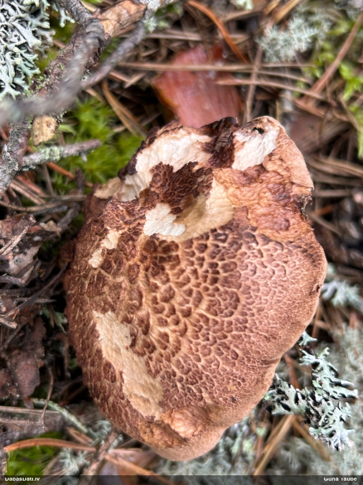 Parastā vēršmēlene